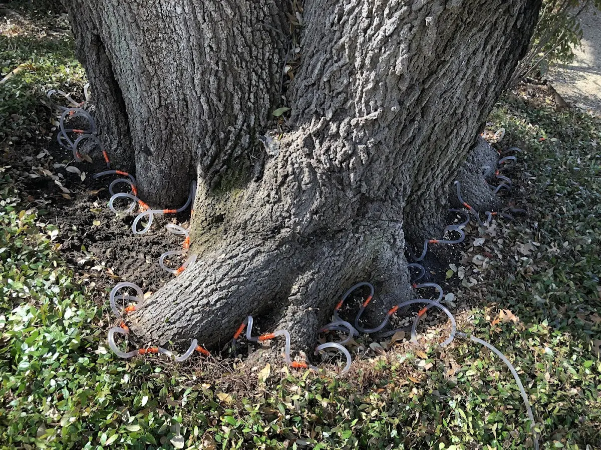 Detailed Tree Cabling and Bracing job site in Pownal