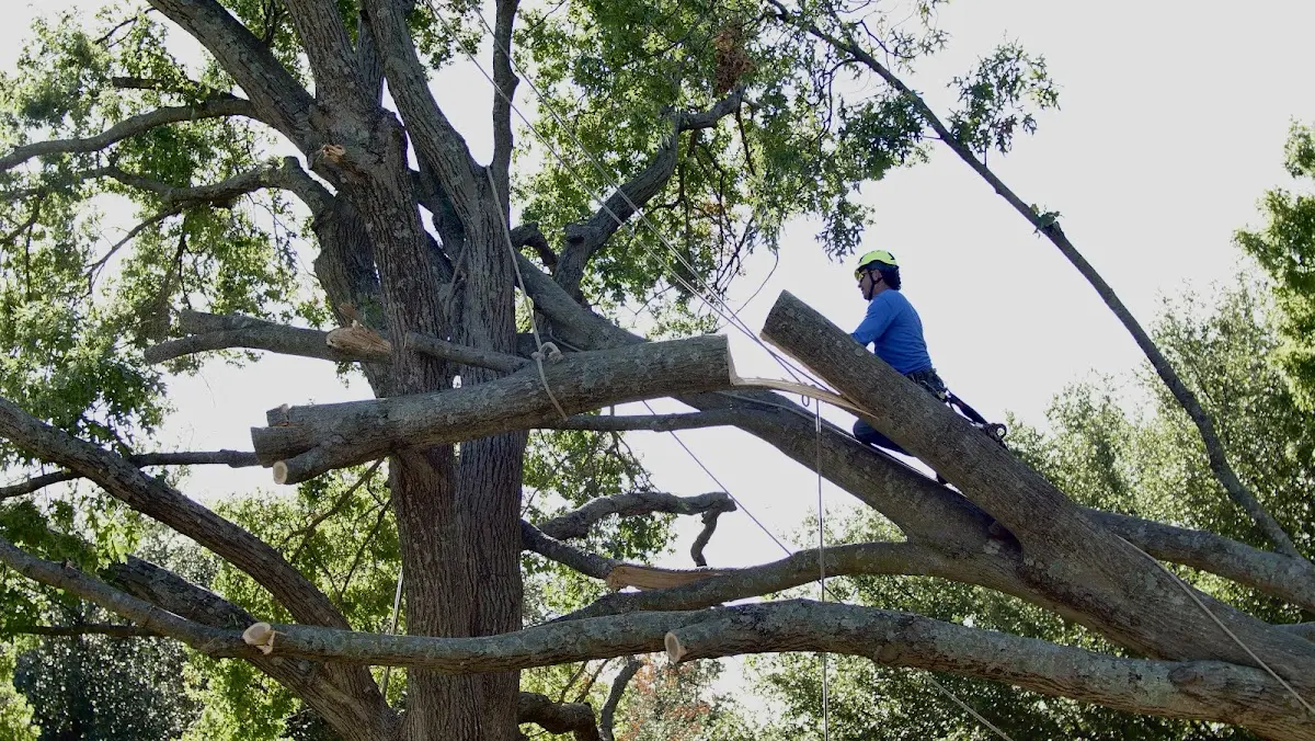Professional Crown Thinning performed by certified arborists in Pownal